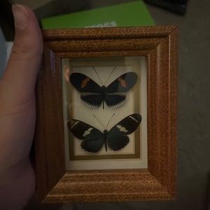 Real Framed Butterfly #5